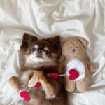 Pocket Love Tibetan Food Bear Toy Sleeping Dog - Image 4