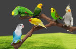 Add a stand pole to the cage for parrot birds - Image 5