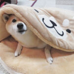 Japanese net red creative copper  firewood dog pet nest cartoon short plush round cat dog mat - Image 5