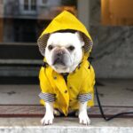 Dog Raincoat Pet Clothes Dog Clothes Rain Water - Image 5