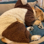 Winter Labrador dog four legged pet suit - Image 3