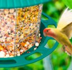 Outdoor Garden Hanging Transparent Bird Feeder - Image 7