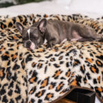 Winter Thick Dog Warm Pad High-end Pet Pad - Image 7