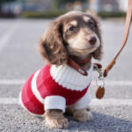 Sausage Dog Clothes Small Dog Cat Warm Thickened Sweater - Image 7