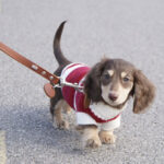 Sausage Dog Clothes Small Dog Cat Warm Thickened Sweater - Image 8