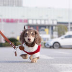 Sausage Dog Clothes Small Dog Cat Warm Thickened Sweater - Image 10