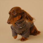 Pet Base Coat Dachshund Dog Clothing - Image 10