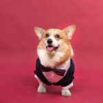 Pet Dog Suit Swallowtail Dress Shirt - Image 10