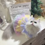 Pet Cat Clothes Dog Lace Mesh Dress - Image 8