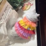Pet Cat Clothes Dog Lace Mesh Dress - Image 10