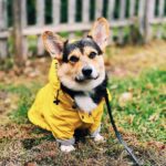 Windproof and rainproof pet jacket - Image 6