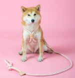 Pet Dual-purpose Integrated Round Rope Dog Leash - Image 5