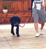 Pet dog traction rope cotton hand-woven rope dog walking rope - Image 5