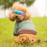 Pet Dog Supplies Sunscreen UV Goggles - Image 2