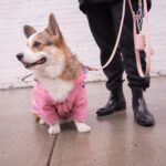 Windproof British Retro Padded Dog Raincoat - Image 3