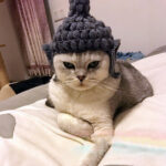 Buddha wool Cat Hat pet knitting hat cos hat - Image 3