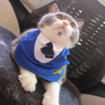 Fashion Personalized Pet Fighter Clothing Neck - Image 3