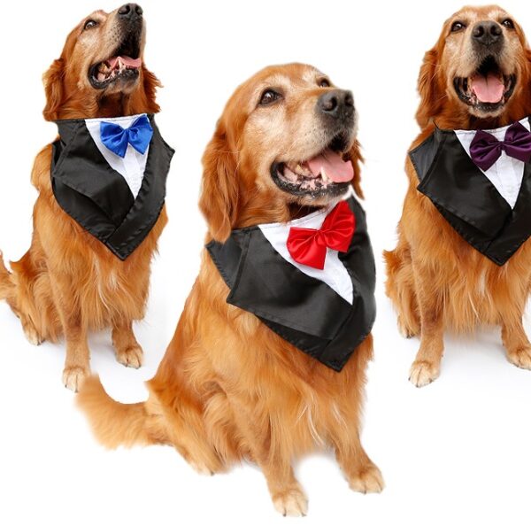 Wedding tuxedo big dog triangle scarf large dog golden hair ancient animal handsome pet scarf scarf