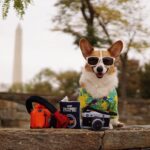 Dog camera photo prop toy - Image 5