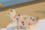 Mesh Flower Embroidery Dress Cat Clothes - Image 4