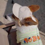 New Adjustable Sun-proof Exposed Ears Pet Hat - Image 6