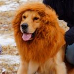 Lion Mane Wig for Large Dogs - Image 2