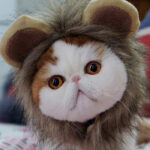Lion headgear cat hat cute transformation decoration - Image 4