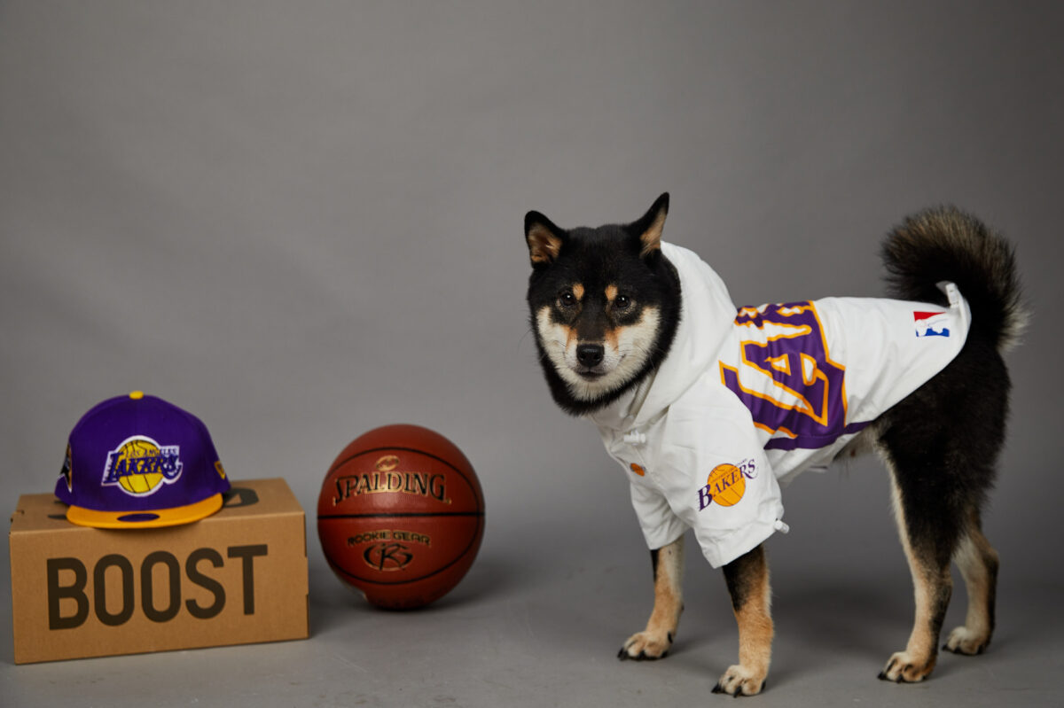Polyester Pet Shell Jacket - Image 6
