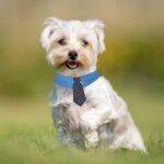 Durable Pet Collar Adjustable Denim Pet Collar With Star Pattern Dog Necktie For Holiday Weddings Formal Events For Dogs - Image 8