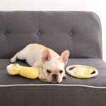 Dog plush molar doll bear pet training toy - Image 4