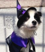 Pet Halloween Wizard Dressup Decoration Set - Image 5