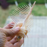 Ancient Conch Comb Conch Shell Aquarium Fish Decoration Specimen Conch - Image 5