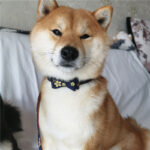 Pet collar leash - Image 2