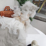 Cat Dog Vest Hand Holding Rope Dress - Image 4