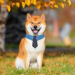 Durable Pet Collar Adjustable Denim Pet Collar With Star Pattern Dog Necktie For Holiday Weddings Formal Events For Dogs - Image 10