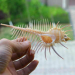 Ancient Conch Comb Conch Shell Aquarium Fish Decoration Specimen Conch - Image 7