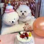 Cute And Creative Dog Cat Birthday Hat Plush Toy Chew - Image 6