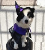 Pet Halloween Wizard Dressup Decoration Set - Image 3