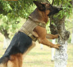 Tactical Vest Medium Sized Dog Large - Image 9