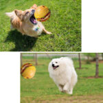 Dog sound toy pet ball large dog supplies - Image 4