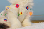 Mesh Flower Embroidery Dress Cat Clothes - Image 6
