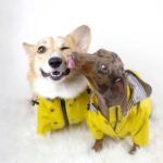 Windproof and rainproof pet jacket - Image 2