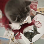 MOG Pet Super Cute Sweater New Year Warm Cat British Short Autumn And Winter Clothes - Image 6