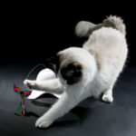 Electric Butterfly Automatic Rotating Circle Puzzle Cat Toy - Image 4