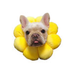 Baiquanying Short Sterilization Circle Skin Disease - Image 4