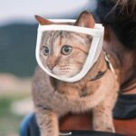 Anti Bite Puppy Kitten Muzzles Mask Pet Product Cat Muzzle Breathable Dogs Cats Bathing Grooming Tools - Image 5