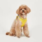 Dog Hand Holding Rope Vest Small Dog Dog Leash Teddy Bichon Breathable Chest Strap Pomeranian Puppy Small Dog Leash - Image 9