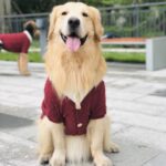 Cardigan fake two big dog clothes - Image 4