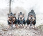 Winter Fashion Dog Hat Windproof Fluffy Knitted Polar Pom Hat - Image 2