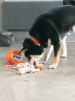 Snail Powder Small Hot Pot Pet Educational Sniffing Toy - Image 2